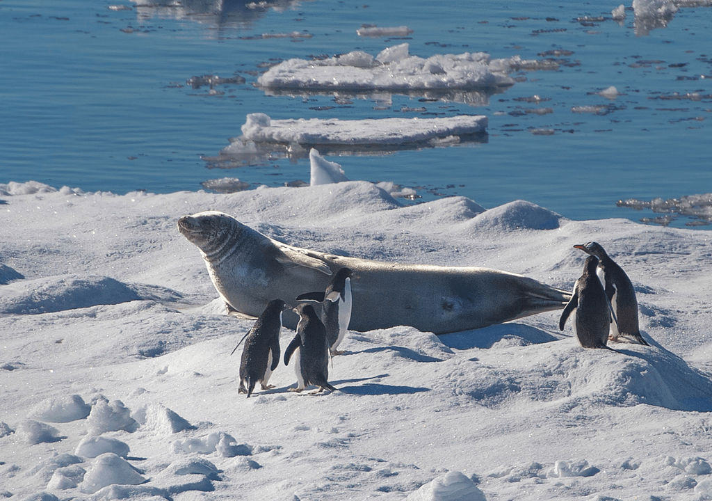 Pingüinos Adelia y foca de Weddell