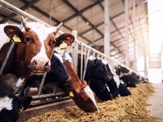 El gusano que pone en alerta a México y EE. UU.: así afecta al ganado y por qué han cerrado la frontera