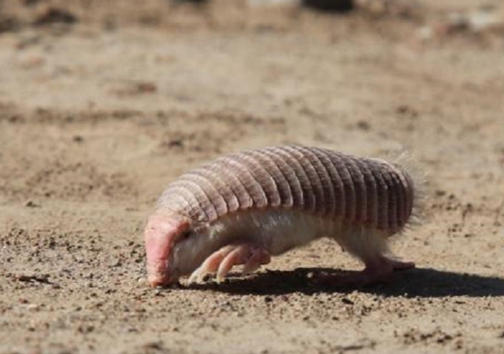 Un ejemplar de pichiciego menor -también conocido como "hada rosa· fue filmado y fotografiado en Mendoza. Foto: Gentileza CONICET Mendoza