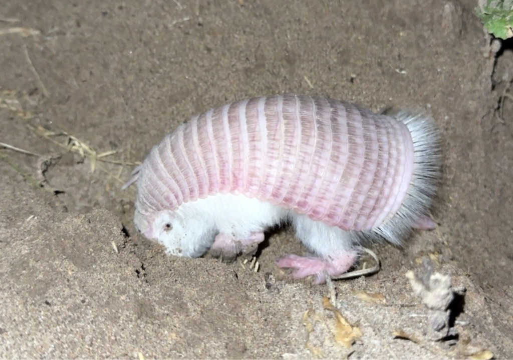 El pichiciego menor mide entre 7 y 11 cm, pesa apenas 100 gramos y sale poco de abajo de la tierra (por lo general, de noche). Foto: Gentileza Gobierno de Mendoza.