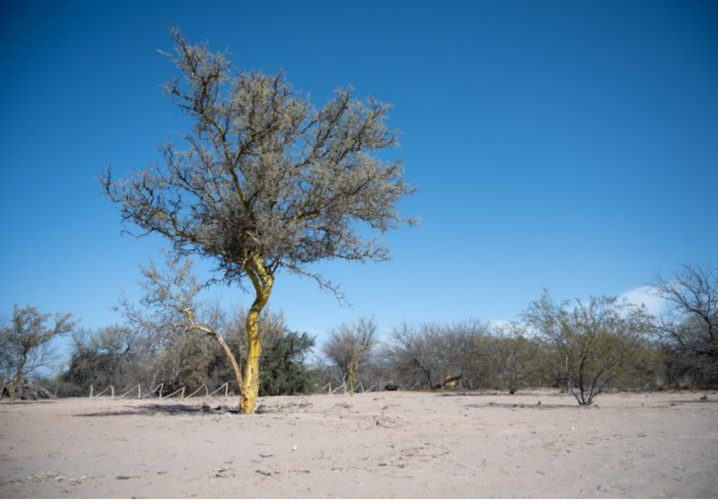 Las condiciones del sueño de Ñacuñán son óptimas para que los pichiciegos caven sus galerías subterráneas. Foto: Gentileza Gobierno de Mendoza