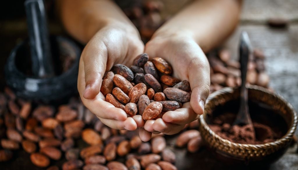 Los investigadores analizaron 192 marcadores genéticos de casi 400 árboles de cacao