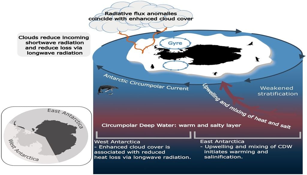 En la Antártida Occidental, las anomalías del flujo radiativo asociadas con una mayor cobertura nubosa en los años 2016, 2017, 2019 y 2020 coincidieron con el inicio de la pérdida de hielo marino. En la Antártida Oriental, el ascenso de la masa de agua profunda cálida y salada y la posterior mezcla de calor en la capa mixta durante los años 2013-2016 iniciaron la pérdida de hielo marino y erosionaron la estratificación de la capa superior del océano.
