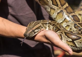 Qui est cet homme qui s'est laissé mordre par 200 serpents pour créer l'antidote dont le monde avait besoin ?