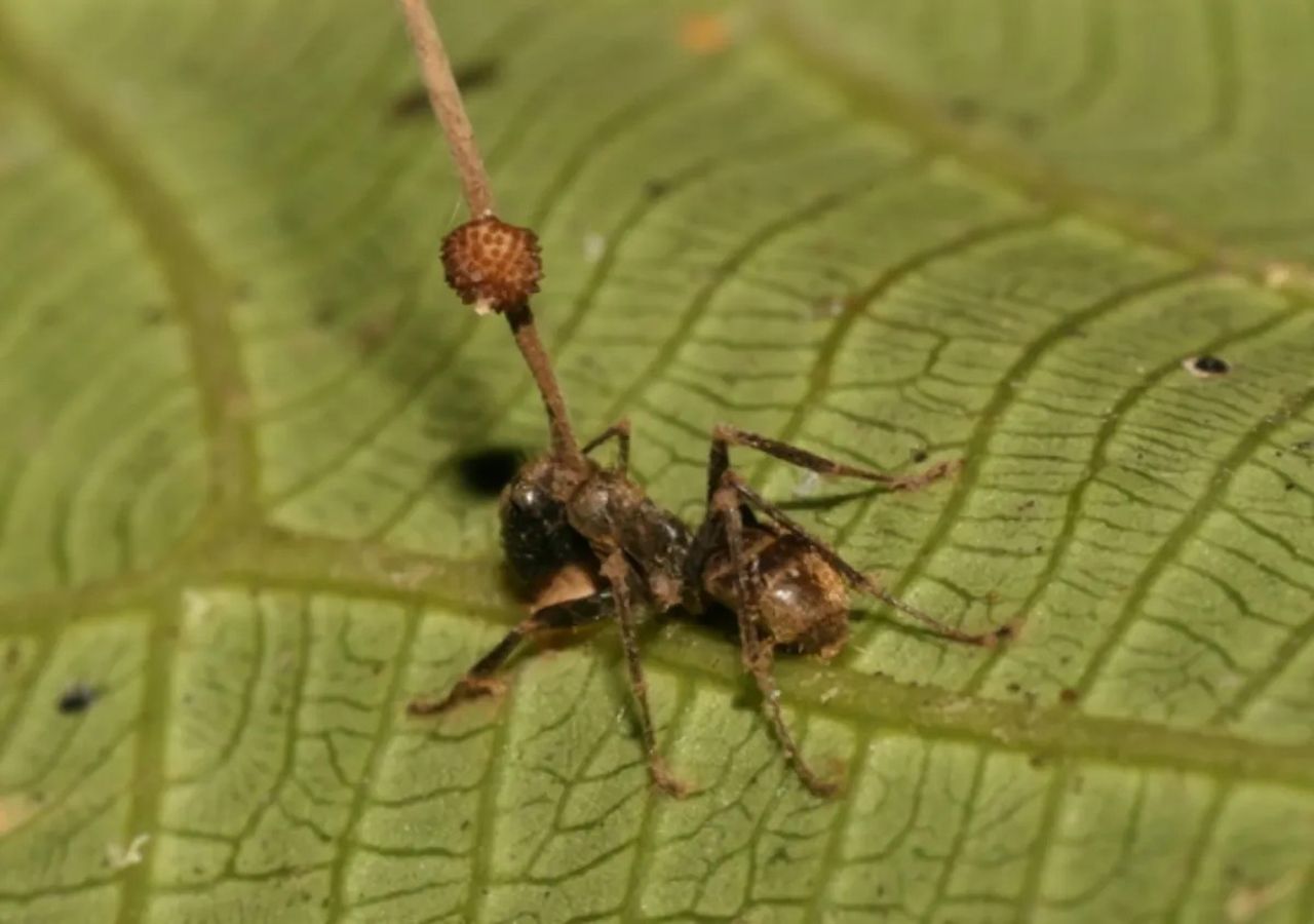 The Last of Us: Fungo Cordyceps é real e existe no Brasil