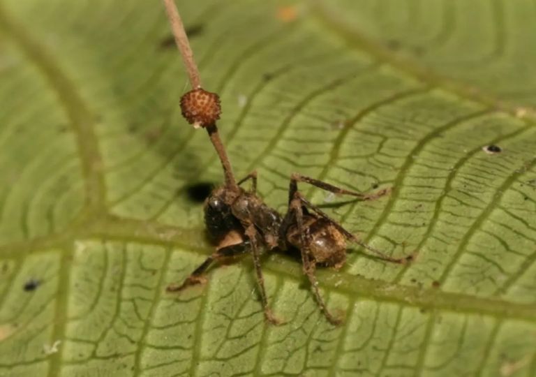 Hifas da Terra, la empresa de Galicia que cultiva cordyceps : «'The Last of  Us' no podría ocurrir nunca»