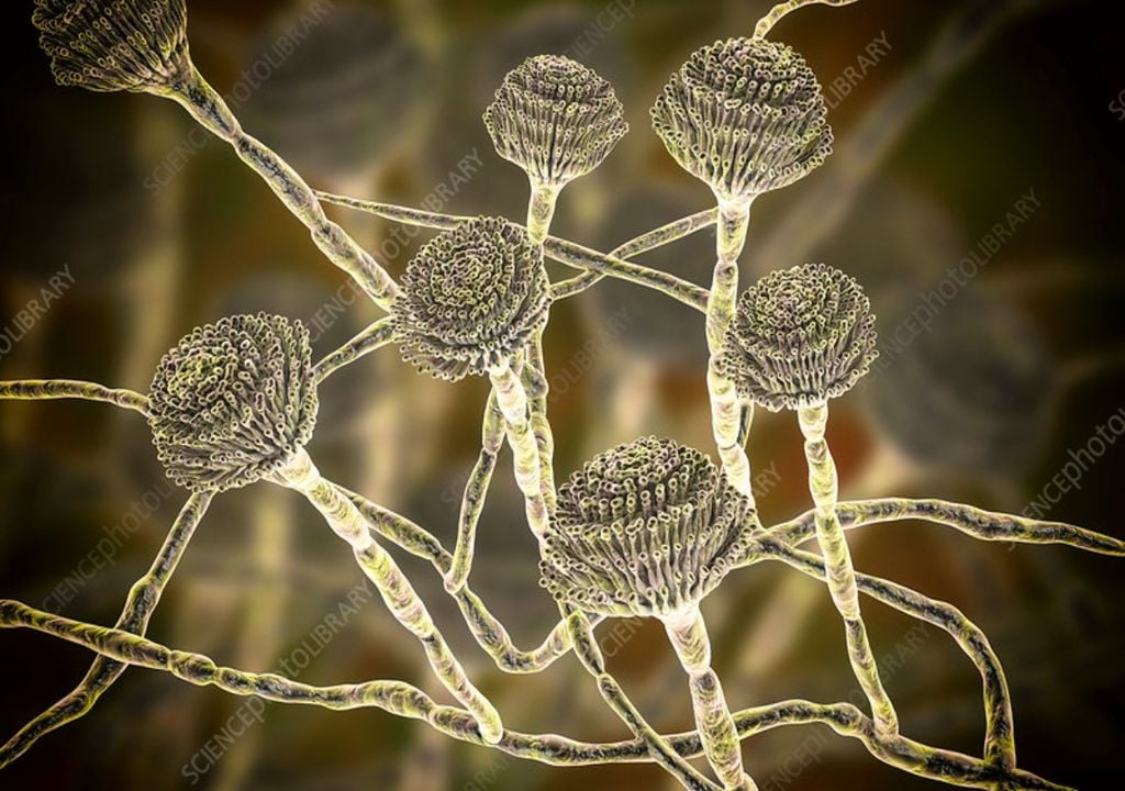 Aspergillus Aspergillus