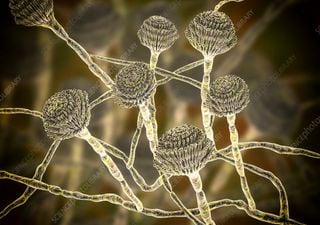 El hongo invisible que amenaza con devorarnos desde dentro: la expansión silenciosa del Aspergillus