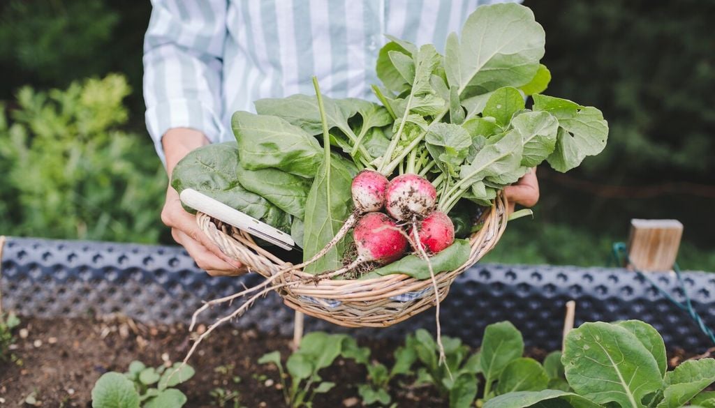 rabanitos Rabanitos, zanahorias, betarragas y otras especies de raíz se benefician de un suelo suelto y sin terrones, que permita a las raíces desarrollarse sin encontrar obstáculos durante su crecimiento.