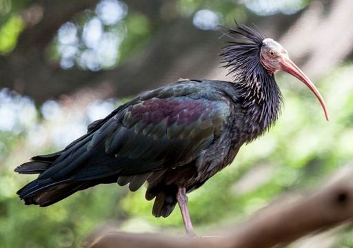 El ibis eremita aterriza por primera vez en Navarra, es una de las aves más amenazadas de Europa