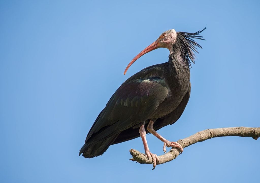 Ibis eremita