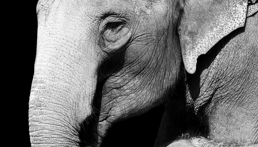 La flexibilidad cognitiva y la respuesta ante una acción previamente aprendida, ha sido uno de los hallazgos recientes en el estudio de elefantes asiáticos publicado en 2026.