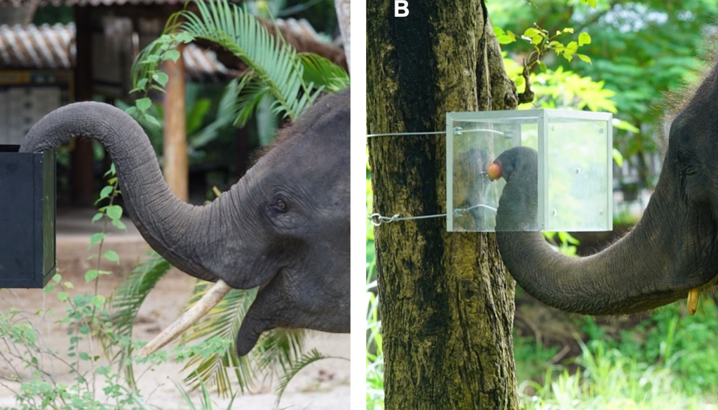 Los elefantes se enfrentaron a distintas pruebas mediante una caja con un premio dentro. Imagen tomada de PLOS ONE, investigación: Asian elephants (Elephas maximus) demonstrate inhibitory control in a detour task.