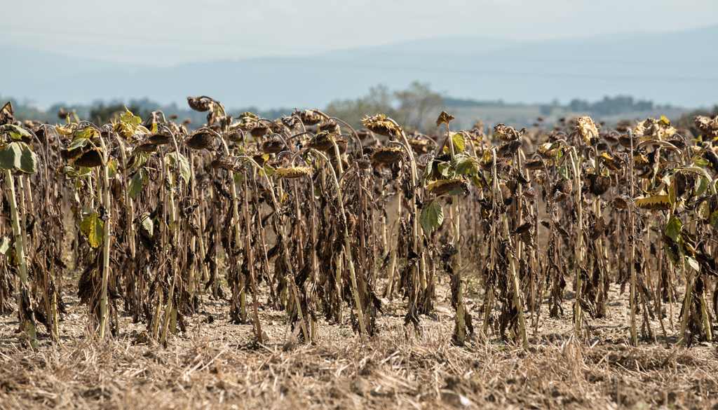 El problema en el campo empieza cuando esta reducción de lluvia coincide con cultivos de temporal en pleno desarrollo. El problema en el campo empieza cuando esta reducción de lluvia coincide con cultivos de temporal en pleno desarrollo.