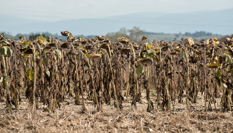 El impacto de la Can&iacute;cula en la agricultura: riesgos para la siembra y la producci&oacute;n agr&iacute;cola