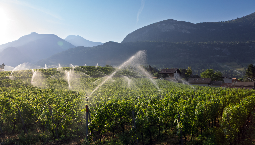 Una lluvia intensa o un riego pesado después de varios días secos no garantiza que toda el agua sea aprovechada Una lluvia intensa o un riego pesado después de varios días secos no garantiza que toda el agua sea aprovechada