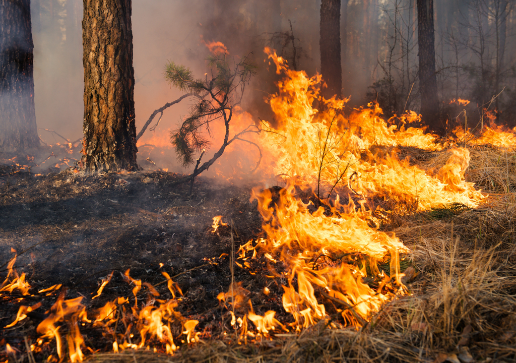 cambio climatico; contaminacion; aire; salud; particulas finas; PM2.5; respiratorio; crisis ambiental