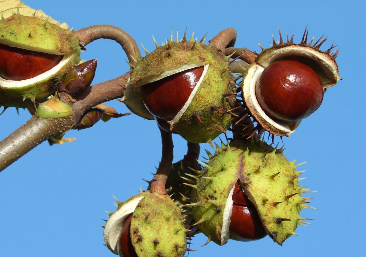 Este fruto del Castaño de Indias se parece a la castaña, pero contiene toxinas y nunca debe consumirse.