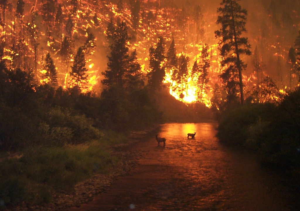 Incendio forestal Incendio forestal