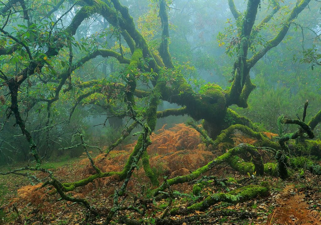 Bosque de la Niebla