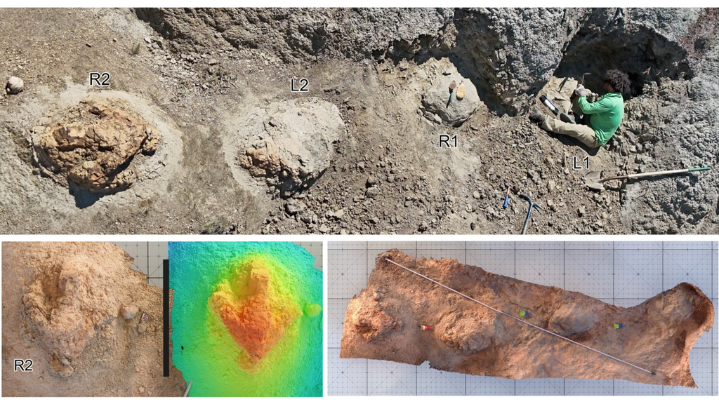 paleontologia; T rex; Dakota del Norte; noticia Arriba, vista aérea del rastro; abajo, R2 y modelos tridimensionales con textura fotográfica y elevación representada por colores. Adaptado de Falkingham et al. (2026), CC BY 4.0.