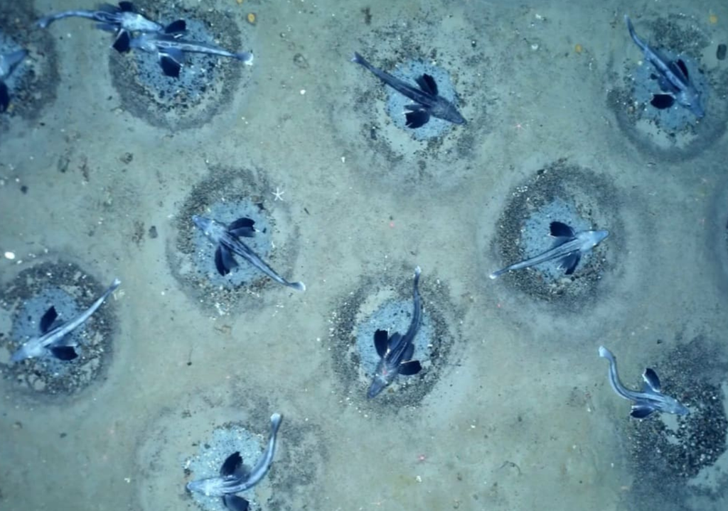 Antártida nido de peces Los nidos se encuentran conformados por ejemplares pequeños de peces, huevos y larvas que conforman "siluetas vivas". Foto: X @Agenda_Malvinas