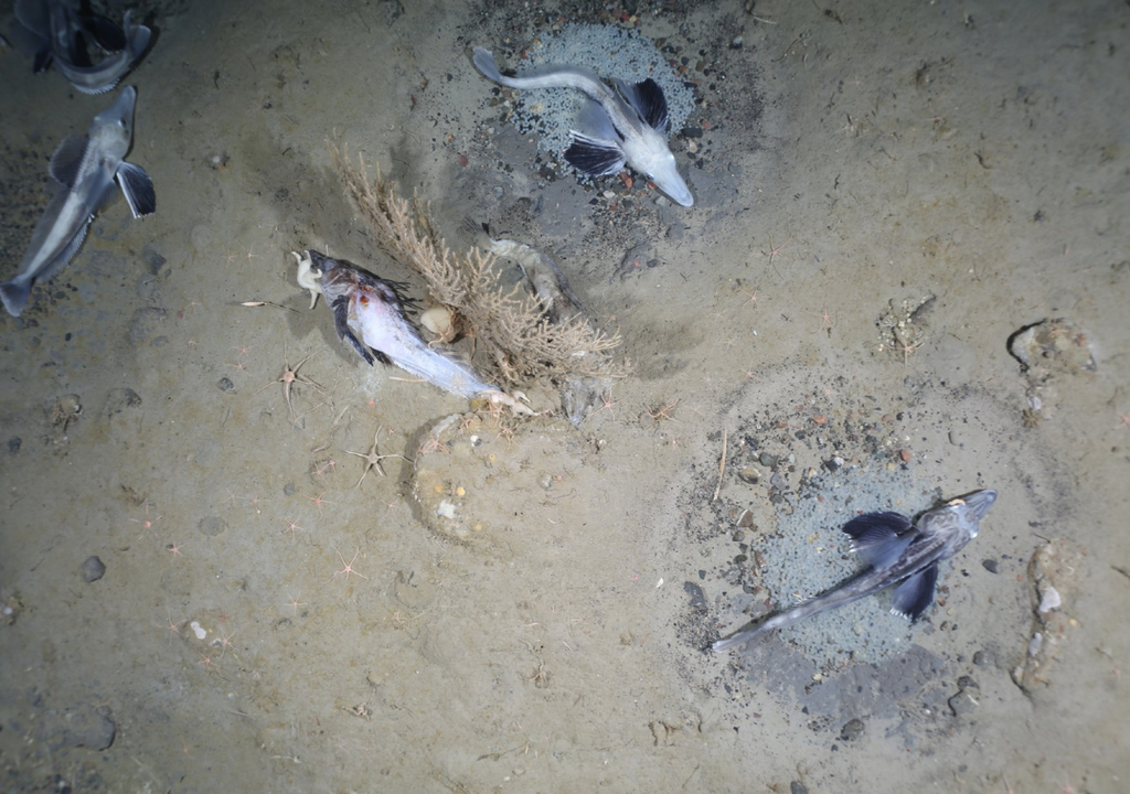 Antártida nido de peces Los nidos de huevos se encuentran dispuestos de distintas formas, entre ellas círculos, racimos y hasta "U". Foto: lopezdoriga.com