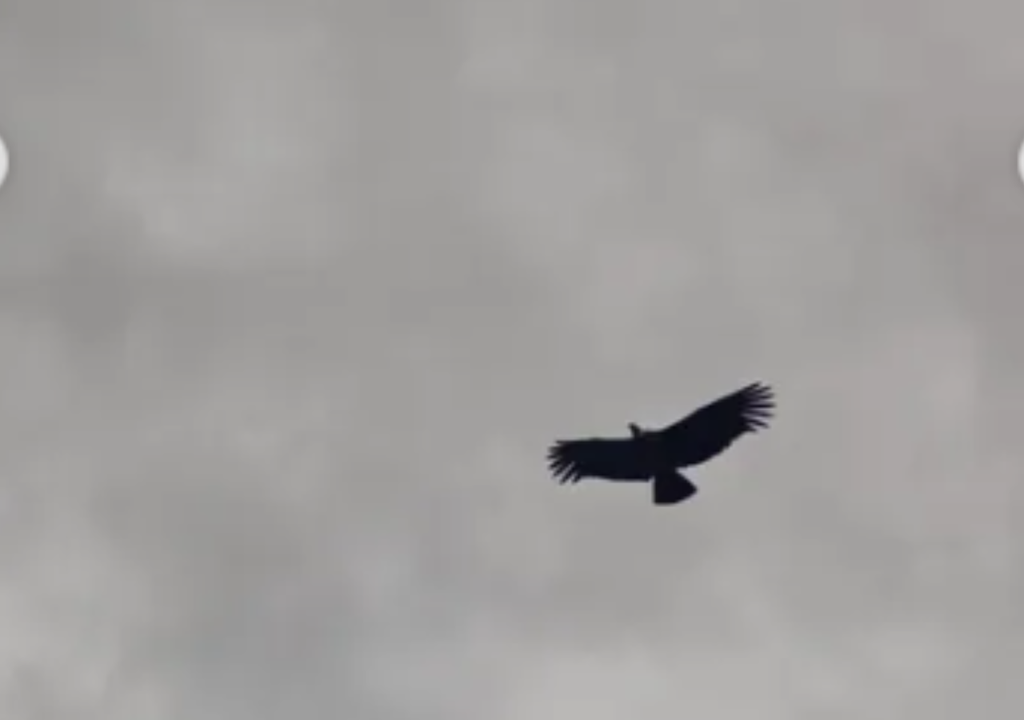 Entre la fauna autóctona que se puede encontrar, sobresale el majestuoso cóndor, Foto: X @losgiganteslarotonda