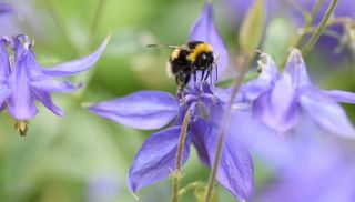 El incremento de ozono atmosférico y la biodiversidad global