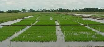 El Incremento Del Co2 Empobrece El Contenido Nutricional De Los Alimentos