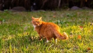 El ingrediente casero y barato que evita que los gatos del vecino utilicen tu jard&iacute;n como bandeja sanitaria