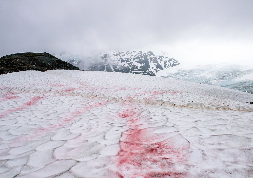 Nieve roja de sangre algas