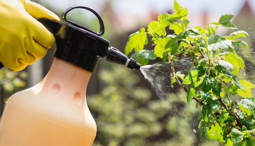 El insecticida casero y f&aacute;cil de preparar que ayuda a combatir pulgones, cochinillas y mosca blanca