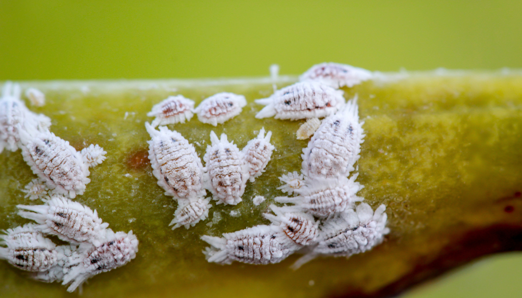 La cochinilla algodonosa suele desarrollarse en tallos, hojas y zonas protegidas de la planta. Su apariencia blanca y algodonosa facilita su identificación cuando la población comienza a crecer.