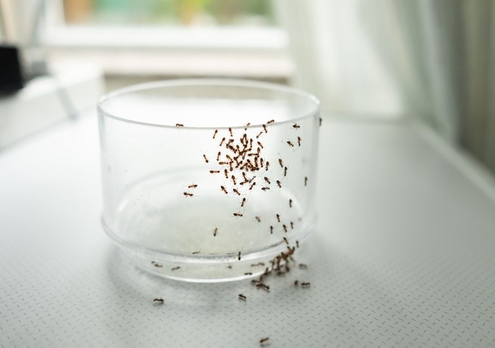 El insecto que domina el mundo y que siempre se las ingenia para entrar a tu casa. ¿Cómo lo hace y cómo evitarlo? hormigas