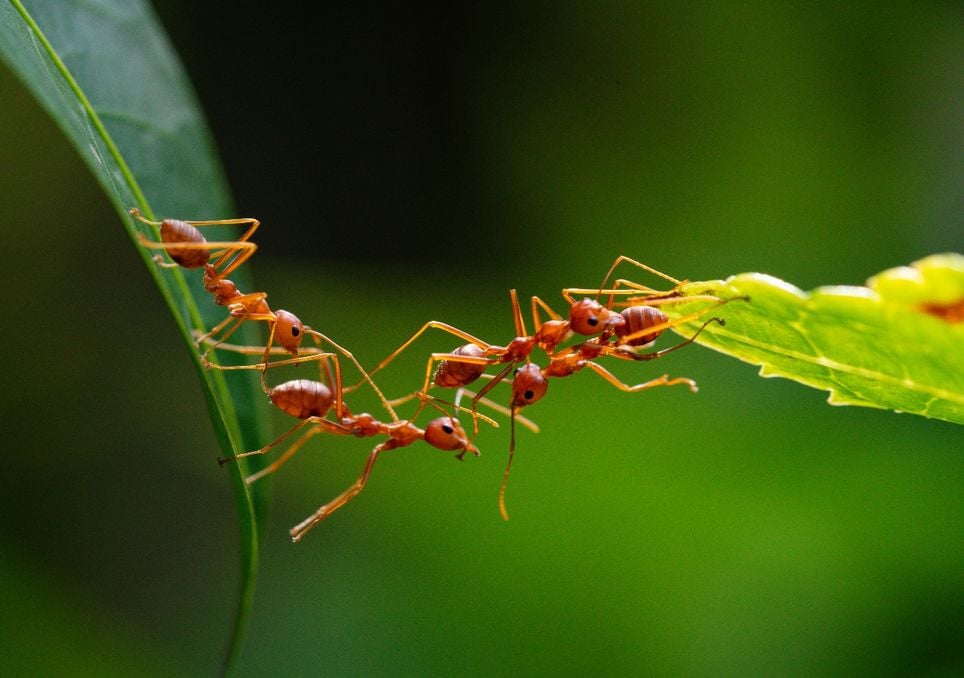 El insecto que domina el mundo y que siempre se las ingenia para entrar a tu casa. ¿Cómo lo hace y cómo evitarlo? hormigas