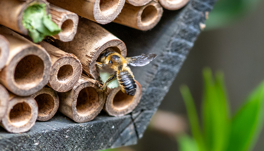ciencia; abeja solitaria; insecto; biologia; evolucion; nido Cada hembra de las abejas solitarias busca una cavidad, deposita un huevo con alimento, la sella y la larva crece sola.