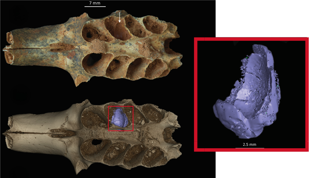 fosil; paleontologia; abeja; nido fosilizado; escaneo CT La tomografía revela antiguos nidos de abejas (morado) ocultos dentro del cráneo fosilizado de un mamífero del Caribe. Adaptado de Viñola-López et al. (2025).