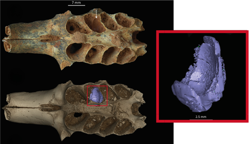 El ins&oacute;lito hallazgo en una cueva del Caribe: abejas prehist&oacute;ricas usaban dientes de animales como nidos
