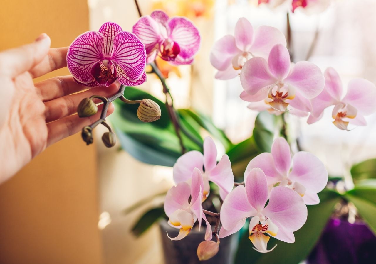 Orchideen sind tropische Pflanzen und benötigen viel Pflege.