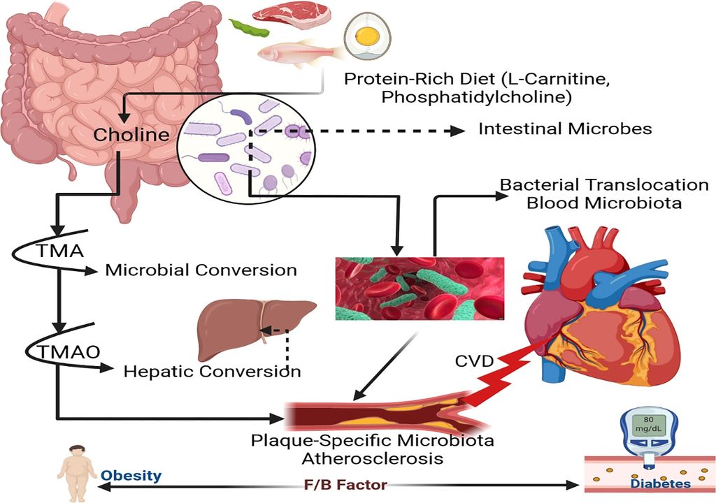 Microbiota corazon