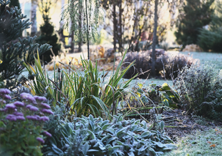 Winter is coming: what should we plant for the cold days?