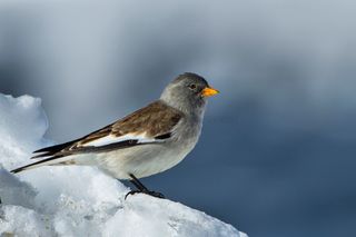 El invierno siempre llega volando