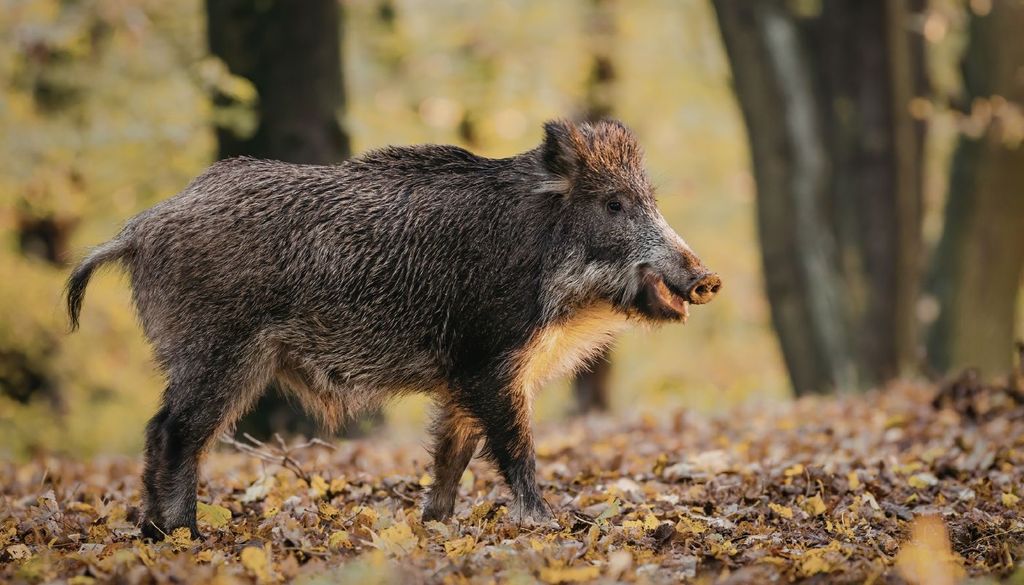 Jabalí Un estudio confirma que estos animales pueden albergar un parásito intestinal que puede transmitirse a las personas