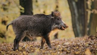 El jabal&iacute; ib&eacute;rico, bajo vigilancia: expertos de varios pa&iacute;ses hallan un par&aacute;sito con capacidad de transmisi&oacute;n a personas