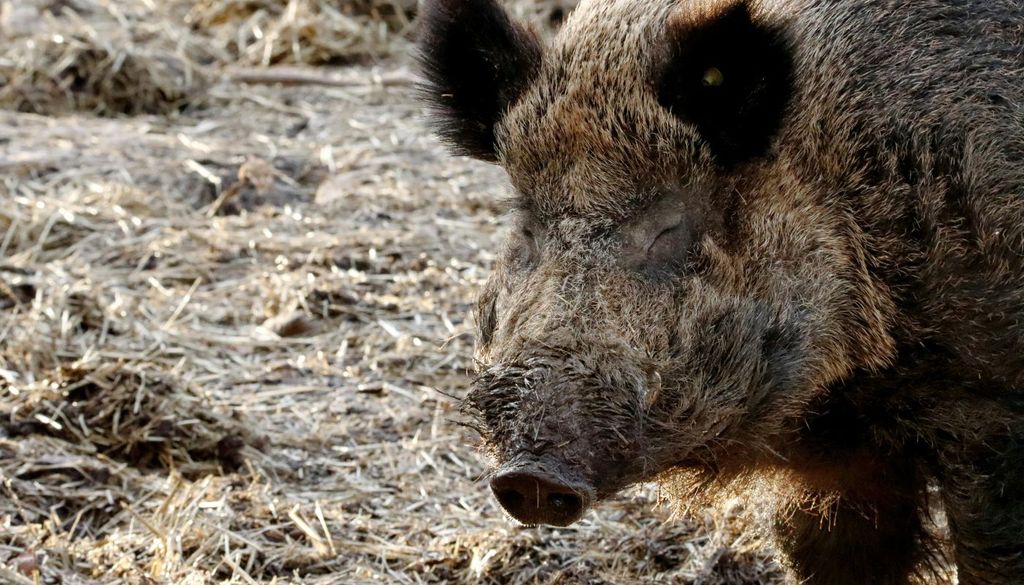 Jabalí Los jabalíes actúan como hospedadores y también como eslabones en la cadena de transmisión entre ecosistemas