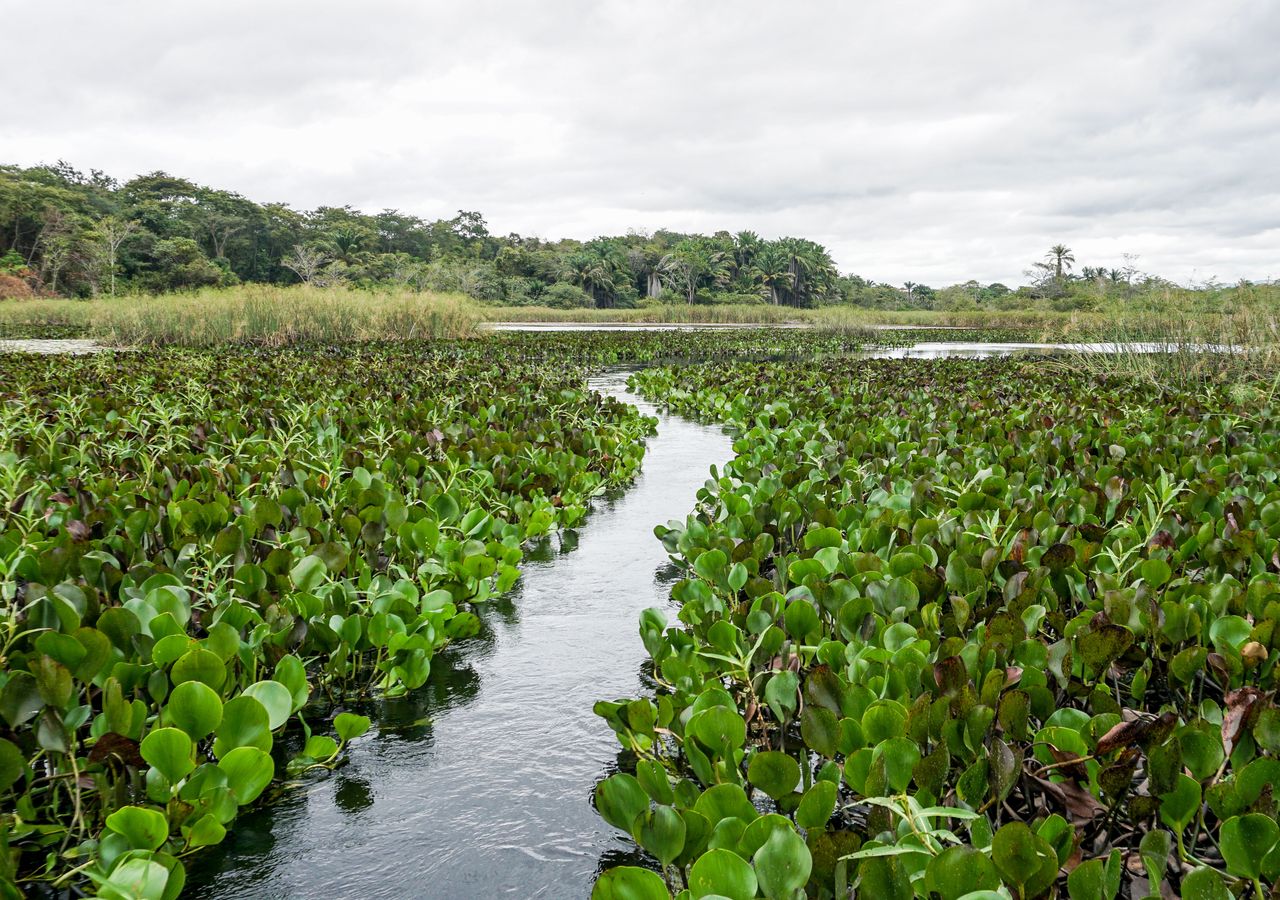 El Jacinto De Agua Una De Las Especies Invasoras Más Peligrosas Del Mundo Se Extiende Por España 6733