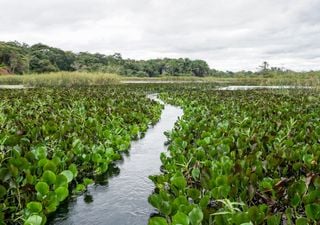 El jacinto de agua, una de las especies invasoras más peligrosas del mundo, se extiende por España