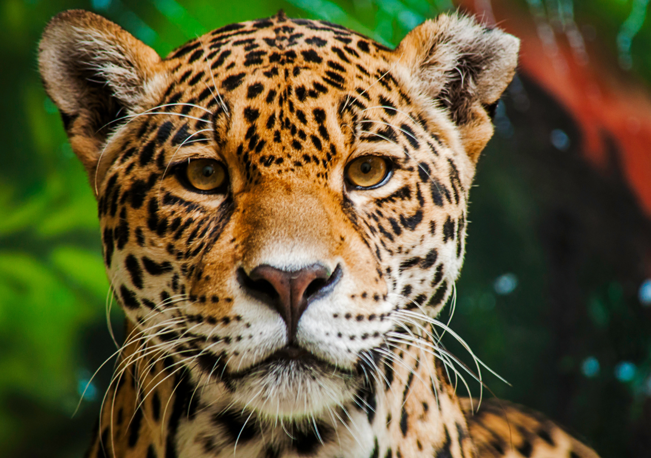 El jaguar ocupa solo el 40 % de su distribución histórica en México.
