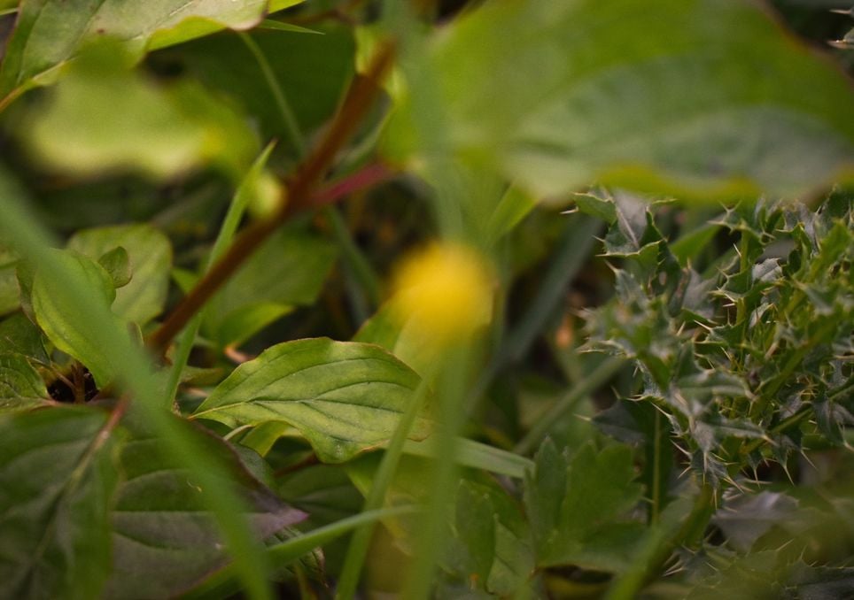 planta